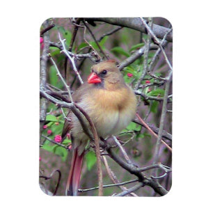 Female Northern Cardinal Fridge Magnet