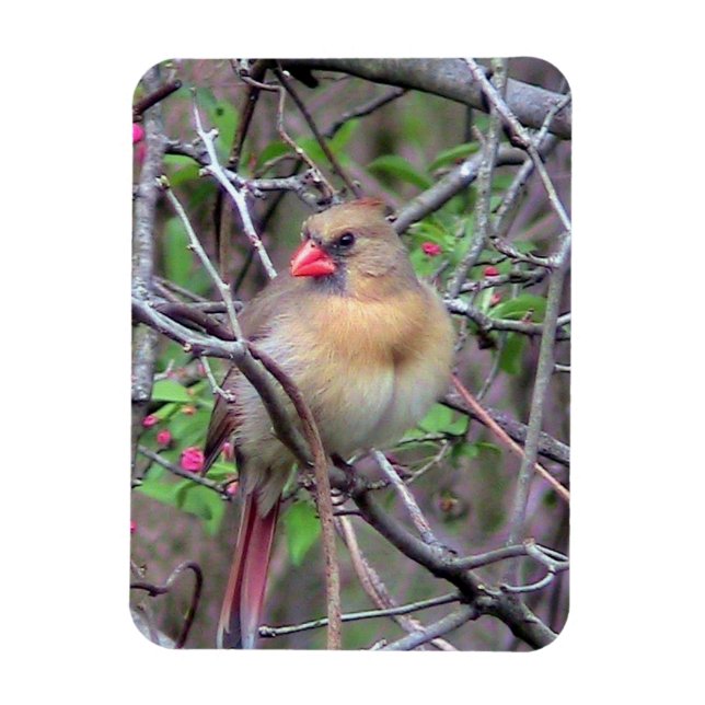 Female Northern Cardinal Fridge Magnet (Vertical)