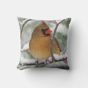 Female Northern Cardinal in snowy pine tree, Cushion