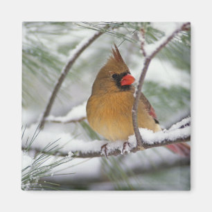 Female Northern Cardinal in snowy pine tree, Magnet