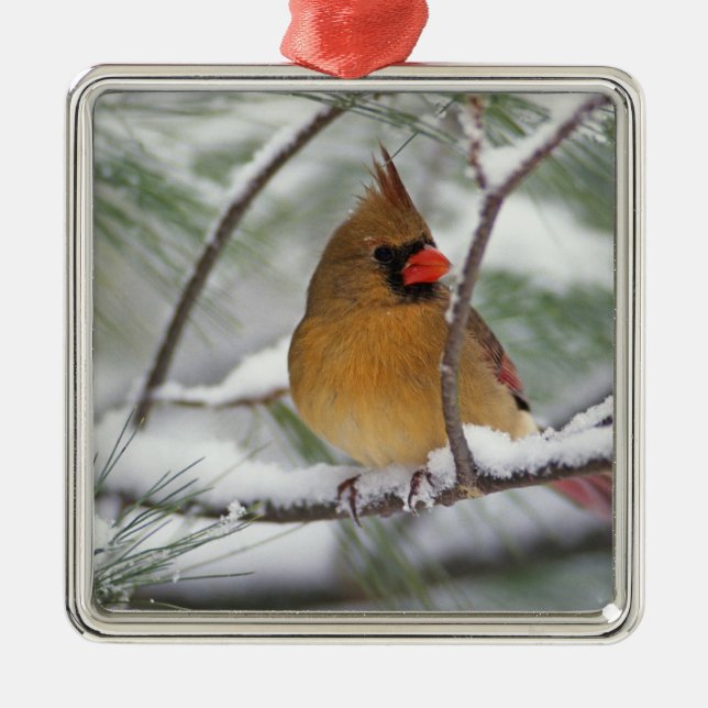 Female Northern Cardinal in snowy pine tree, Metal Tree Decoration (Front)