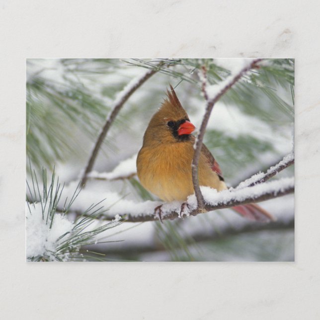 Female Northern Cardinal in snowy pine tree, Postcard (Front)