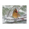 Female Northern Cardinal in snowy pine tree,
