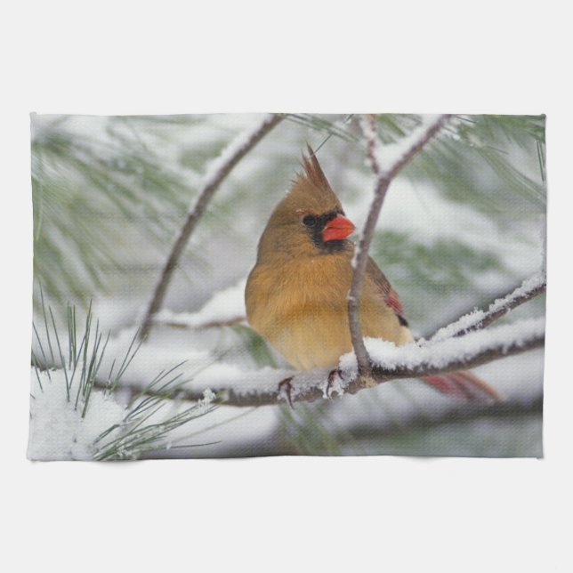 Female Northern Cardinal in snowy pine tree, Tea Towel (Horizontal)
