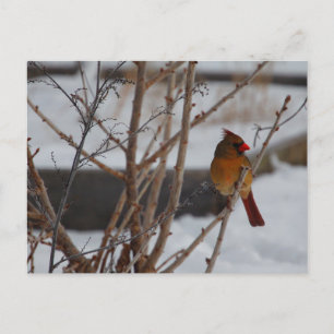 Female Northern Cardinal in Winter Postcard