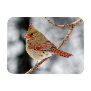 Female Northern Cardinal Magnet