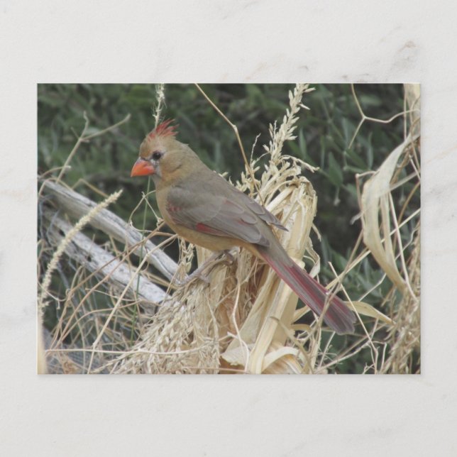 Female Northern Cardinal on Corn Tassel Postcard (Front)