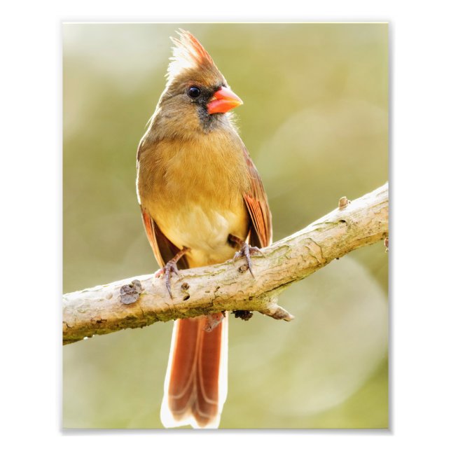 Female Northern Cardinal on Tree Limb Print (Front)