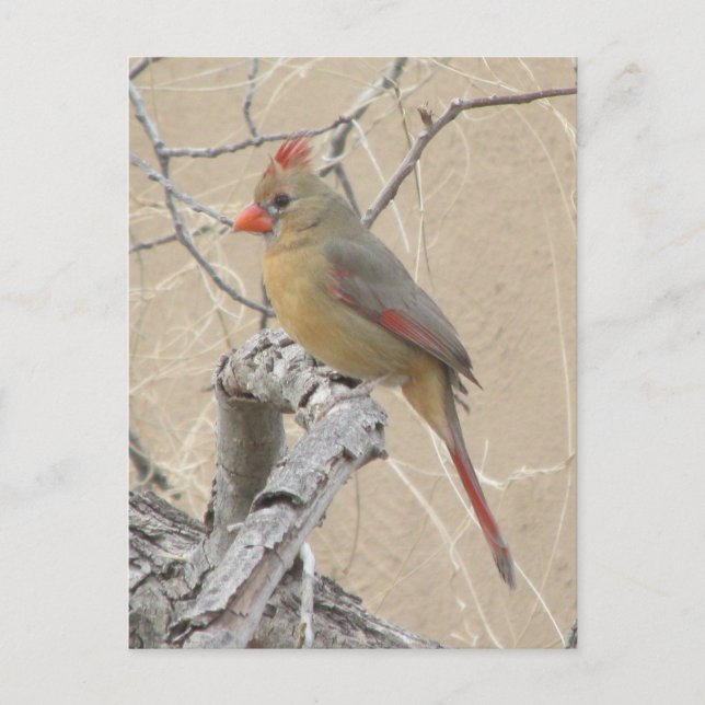 Female Northern Cardinal Postcard (Front)