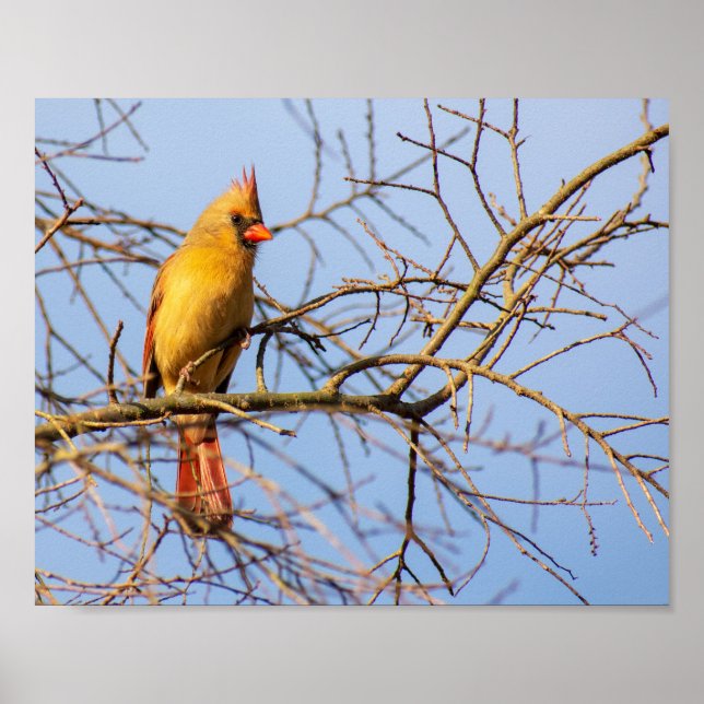 Female Northern Cardinal Poster (Front)