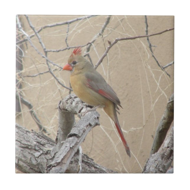 Female Northern Cardinal Tile (Front)