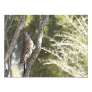 Female Northern Flicker Woodpecker Photo Print