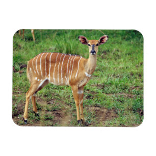 Female Nyala, Hluhluwe-Umfolozi Game Reserve Magnet