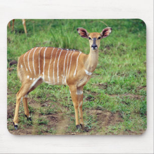 Female Nyala, Hluhluwe-Umfolozi Game Reserve Mouse Pad