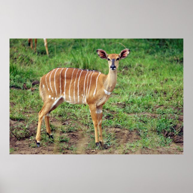 Female Nyala, Hluhluwe-Umfolozi Game Reserve Poster (Front)