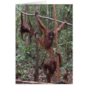 Female Orangutans in the Jungle of Borneo