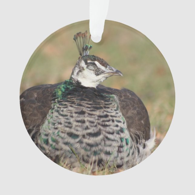 Female Peacock ornament (Front)