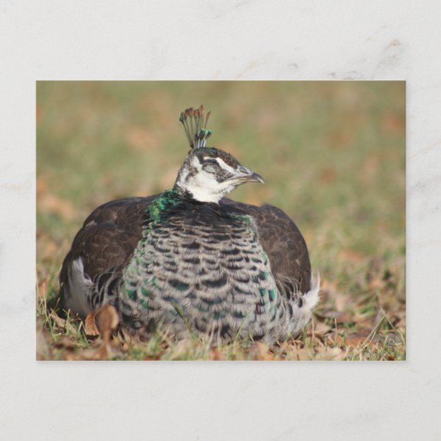 Female Peacock sleeping postcard (Front)