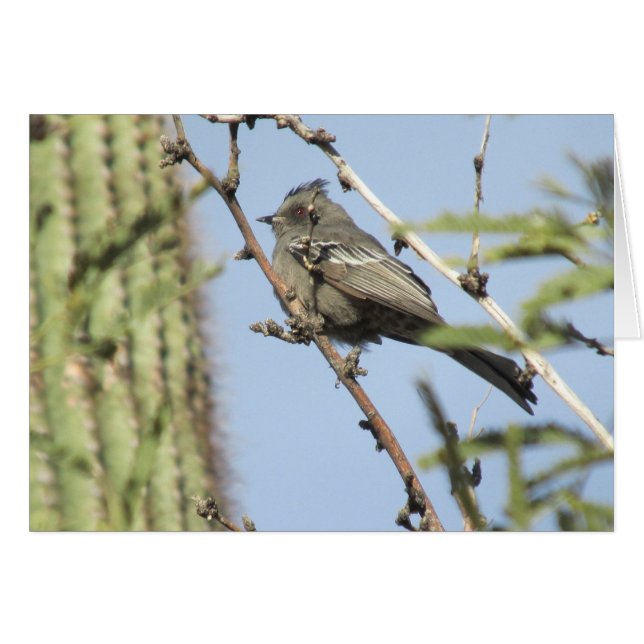Female Phainopepla (Front Horizontal)