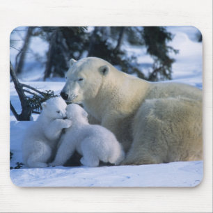 Female Polar Bear Lying Down with 2 Cubs Mouse Pad