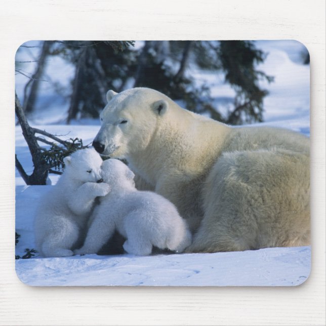 Female Polar Bear Lying Down with 2 Cubs Mouse Pad (Front)