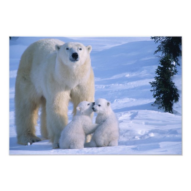 Female Polar Bear Standing with 2 Cubs Photo Print (Front)