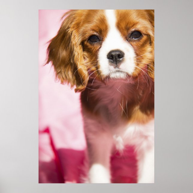 Female Puppy King Charles Spaniel Poster (Front)