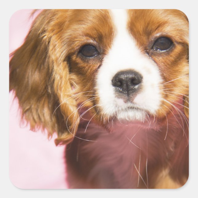 Female Puppy King Charles Spaniel Square Sticker (Front)