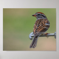 Female Purple Finch