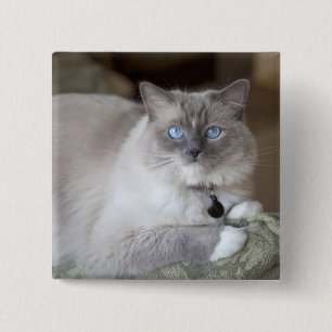 Female Ragdoll Cat 15 Cm Square Badge