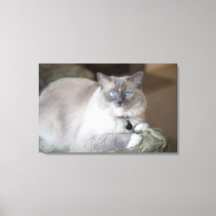 Female Ragdoll Cat Canvas Print