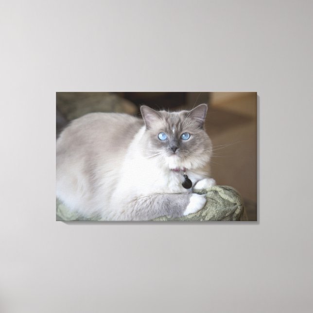 Female Ragdoll Cat Canvas Print (Front)