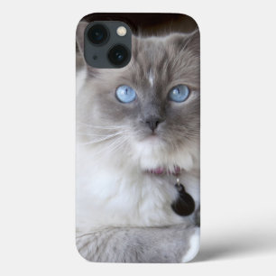 Female Ragdoll Cat iPhone 13 Case