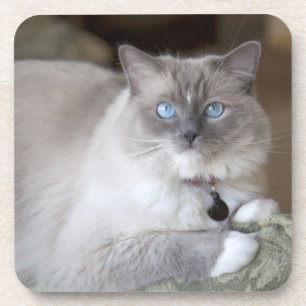 Female Ragdoll Cat Coaster