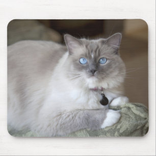 Female Ragdoll Cat Mouse Pad