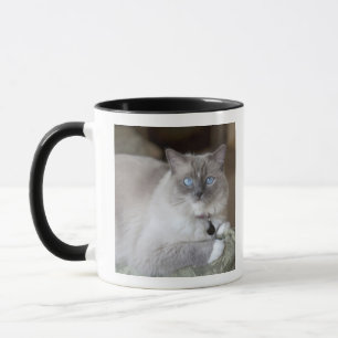 Female Ragdoll Cat Mug