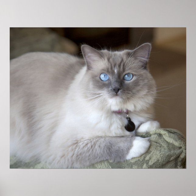 Female Ragdoll Cat Poster (Front)