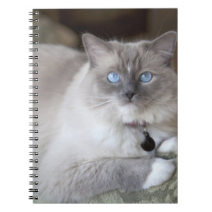Female Ragdoll Cat Spiral Notebook