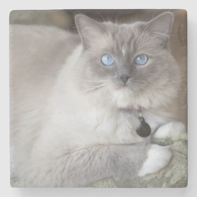 Female Ragdoll Cat Stone Coaster (Front)