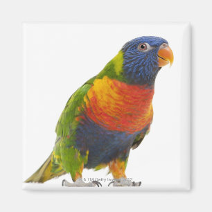 Female Rainbow Lorikeet - Trichoglossus Magnet