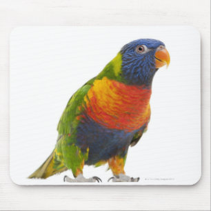 Female Rainbow Lorikeet - Trichoglossus Mouse Pad