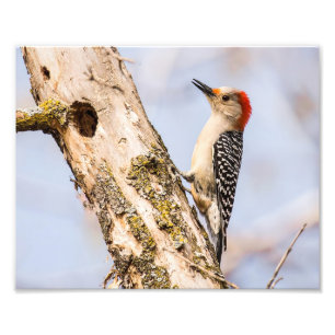 Female Red-bellied Woodpecker Photography Print