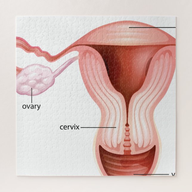 Female reductive system   jigsaw puzzle (Vertical)