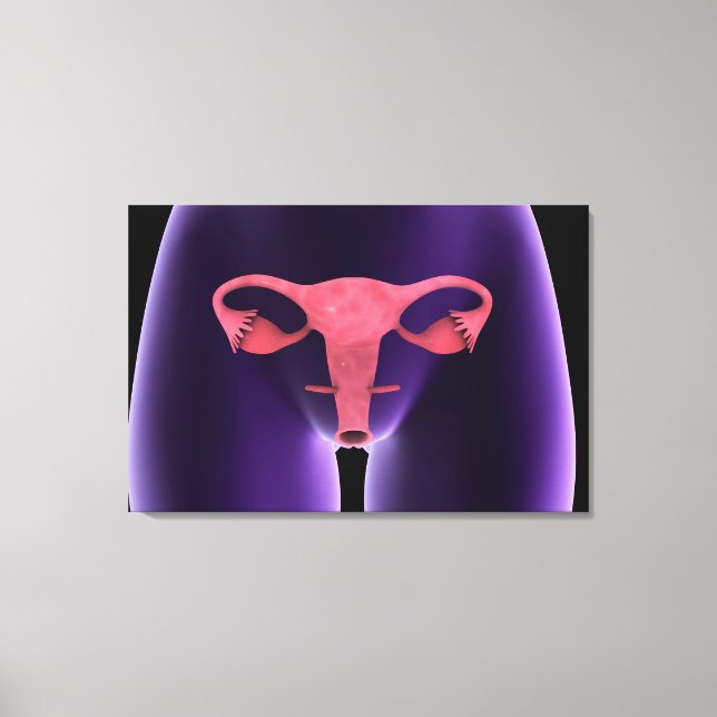 Female Reproductive Organ, X-Ray View 1 Canvas Print (Front)