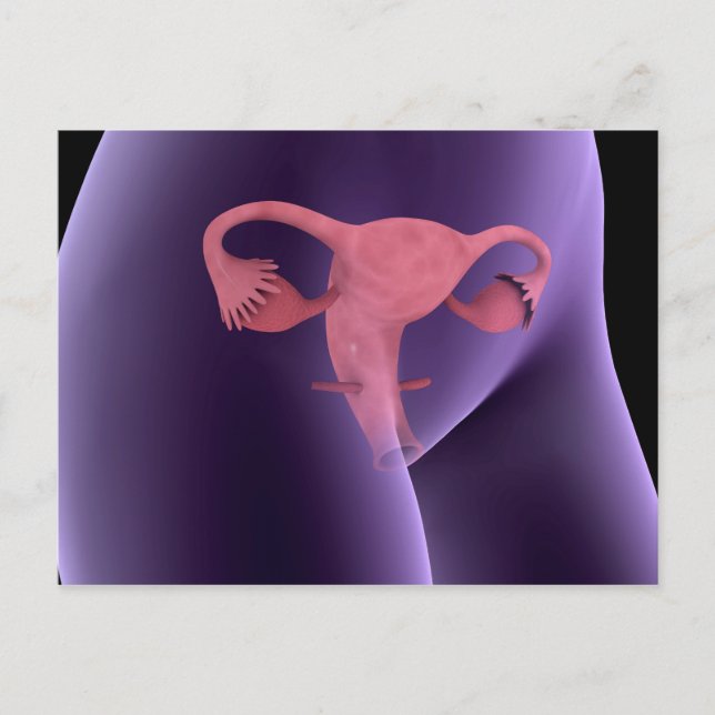 Female Reproductive Organ, X-Ray View 2 Postcard (Front)