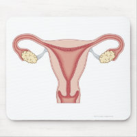 Female Reproductive System 2