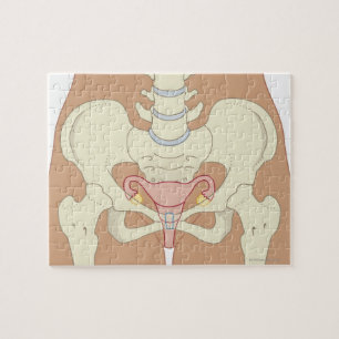 Female Reproductive System 3 Jigsaw Puzzle