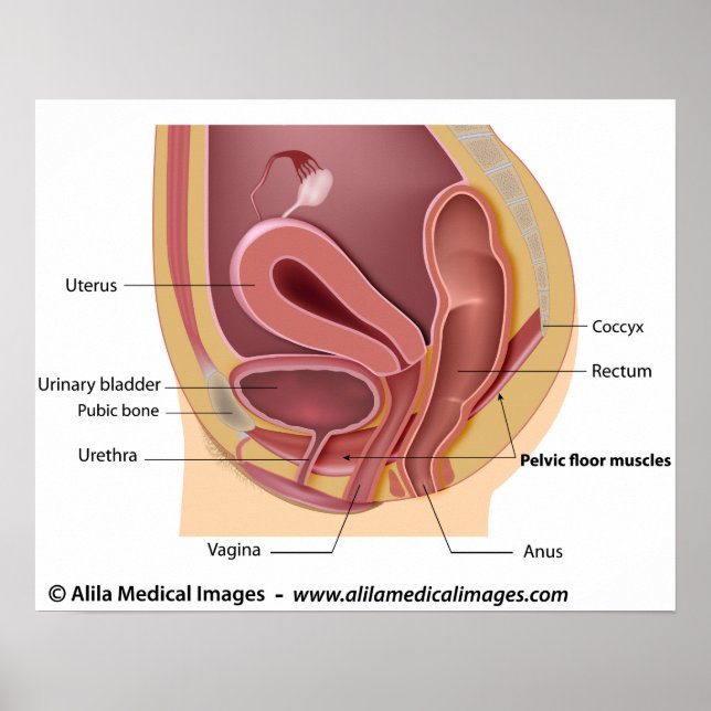 Female reproductive system labelled diagram. poster (Front)