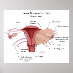 Female reproductive system labelled diagram poster