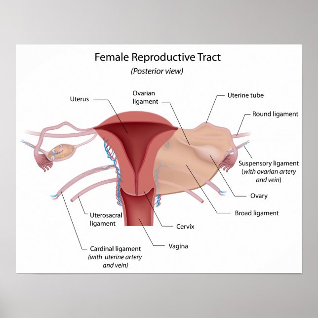Female reproductive system labelled diagram poster (Front)